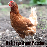 Budidaya Ayam Petelur icon
