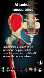 Anatomy Learning - Anatomie 3D