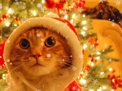 壁紙 クリスマス 猫 177014-Pc 壁紙 クリスマス 猫