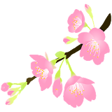 Sakura Concentration icon