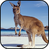 Kangaroo Wallpapers icon