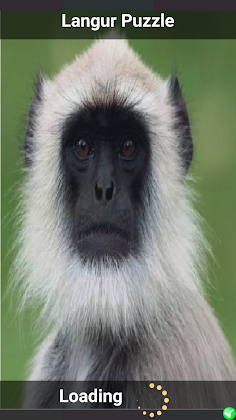 Langur Puzzle - Screenshot 1