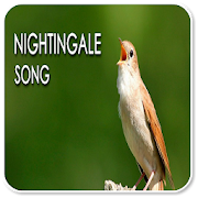 Nightingale Sound