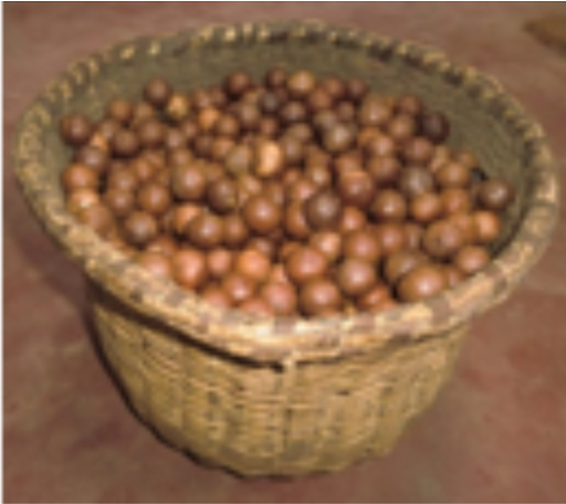 KALRO Macadamia Nut Screen 2