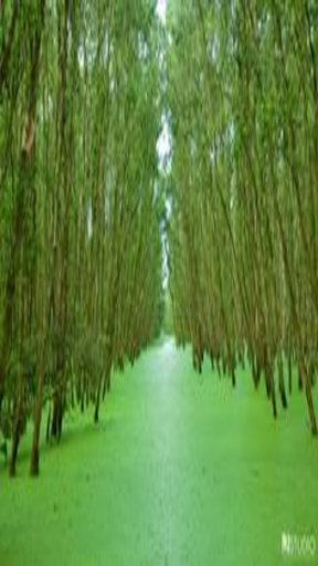 Melaleuca Bird Park wallpaper