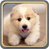 Cute Dogs Live Wallpaper HD icon