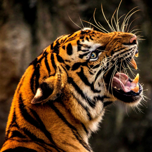 Wild Animal Wallpaper 4K logo