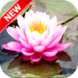 Water lily Wallpapers icon