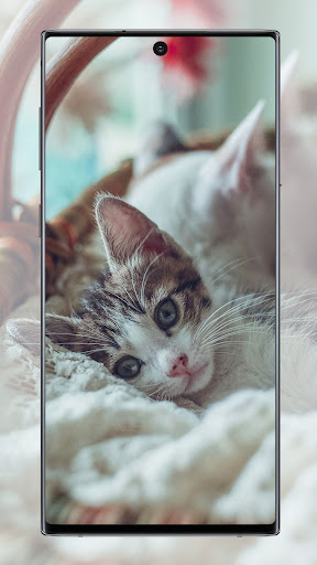 Cute Cat Wallpaper Screen 2
