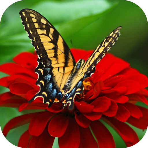 Nature Images logo