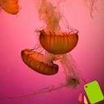 Cover Image of Tải xuống Theme Jellyfish 1.0.0 APK