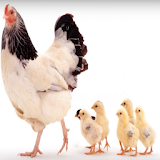 Anak ayam - tek kotek - Tanpa internet icon