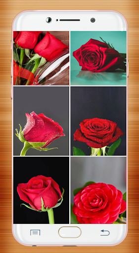 Red Rose Wallpaper Screen 3