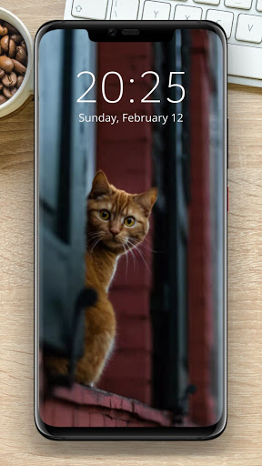 Funny Cat Wallpaper - Cute Kitten