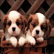 Cute Puppy Dog Wallpaper - Androidアプリ