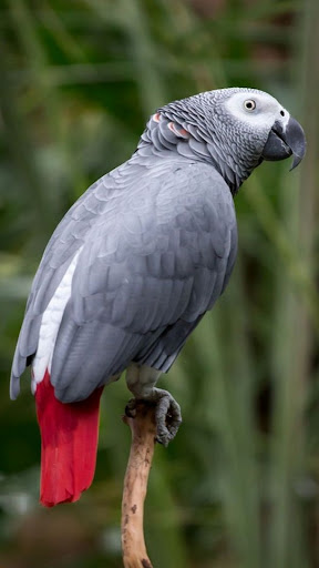 African Gray Parrot Screen 2