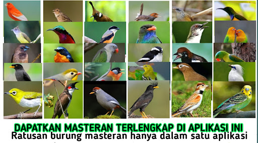 Android application Masteran burung lengkap mp3 screenshort