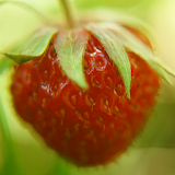 free strawberry wallpaper icon