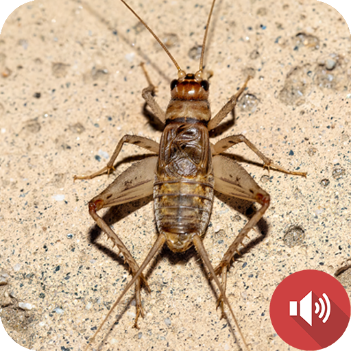 Cricket Sounds logo