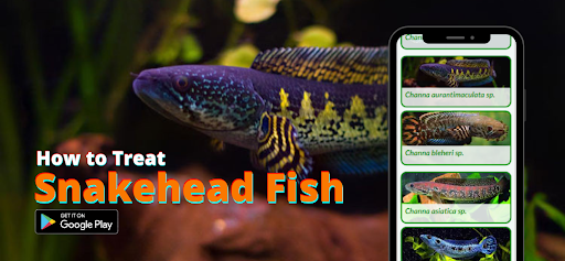 Channa Treatment Tips