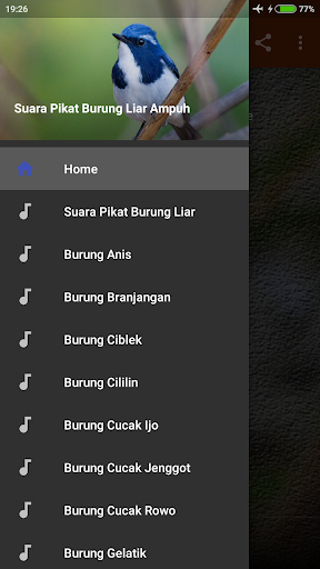 Android application Suara Pikat Burung Liar Mp3 screenshort