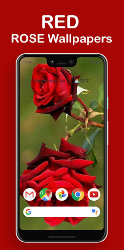 Rosely - Rose wallpapers HD Screen 3