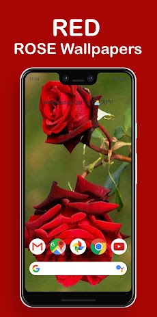 Rosely - Rose wallpapers HDのおすすめ画像3