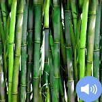 Cover Image of 下载 Bamboo Sounds and Wallpapers  APK