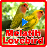 Melatih Lovebird icon