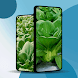 Mustard Green Pakcoy Wallpaper - Androidアプリ