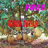 Cara Merawat Pohon Durian agar Cepat Berbuah icon