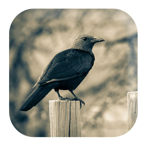 Crow Sounds - AppWisp.com