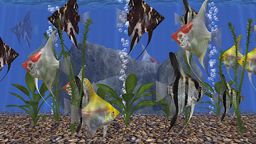 Angel Fish Aquarium TV Live Screen 2