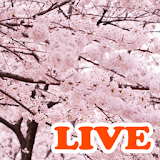 SAKURA Live Wallpaper icon