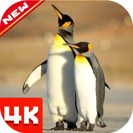 ペンギンの壁紙 Google Play のアプリ