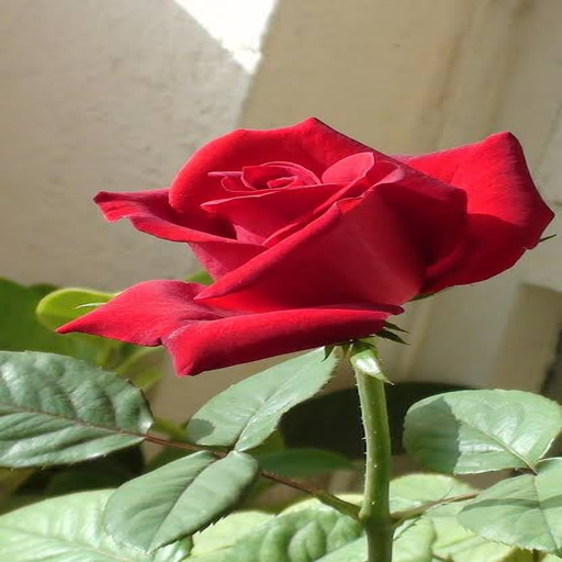 Wallpapers And The Roses 2021