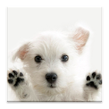 Cute Pets Wallpapers Free icon