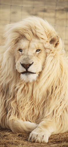 Lion Photo Download