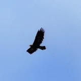Mountain eagle on wing icon