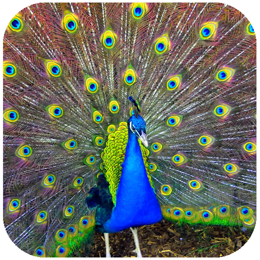 Beautiful Peacock Photo Frames logo