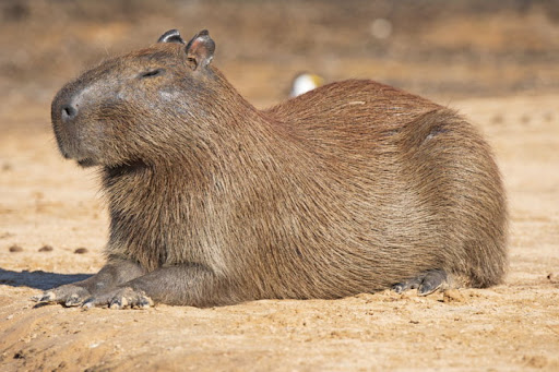 Android application Capybara screenshort
