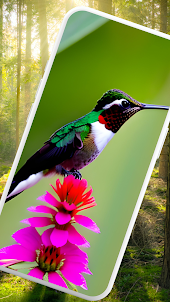 Flamboyan Color Bird Wallpaper