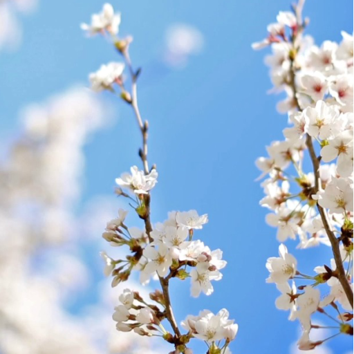 Cherry Blossom Live Wallpaper logo