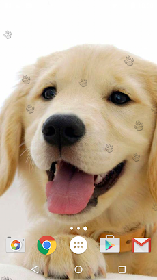 かわいい子犬 ライブ壁紙 Androidアプリ Applion