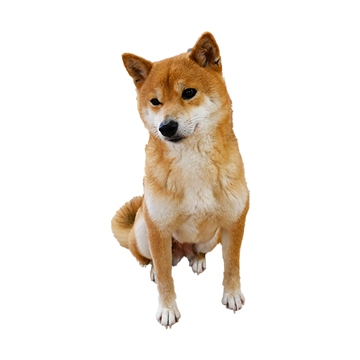Dogs HD Wallpapers logo