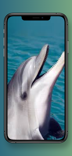 Dolphin Wallpapers 4k HD Screen 3