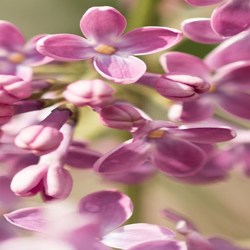 Lilac Wallpapers Screen 2