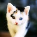 Cute Cat Wallpaper - Androidアプリ