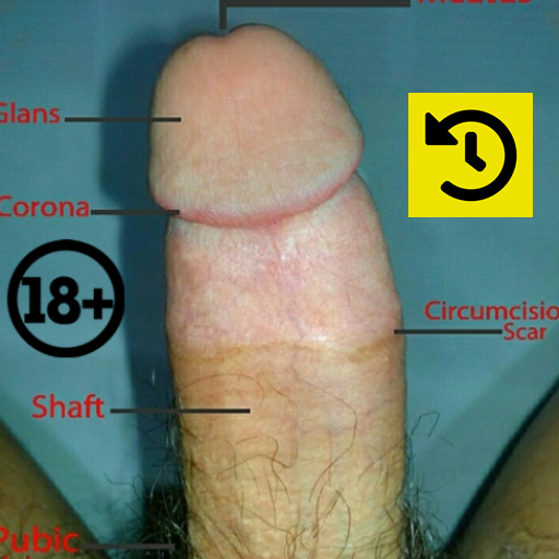Anatomie Penis des Menschen Auf Windows herunterladen
