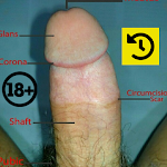 Penis Anatomy 2.5 (AdFree)
